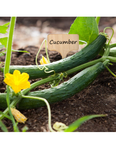 Etiquetas de Plantas de Bambú AIEX - 30 Pcs 10x6 cm