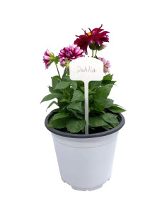 Etiquetas de Jardín de Plástico Ugold 20 pcs 15.24 cm 2