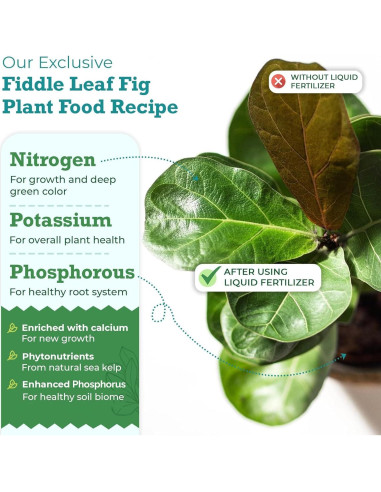 Fertilizante Líquido Fiddle Leaf Fig 226.8ml - Sin Urea NPK 3-1-2