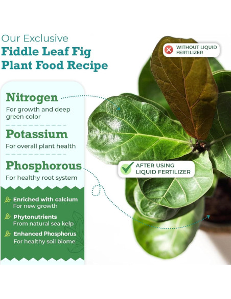 Fertilizante Líquido Fiddle Leaf Fig 226.8ml - Sin Urea NPK 3-1-2