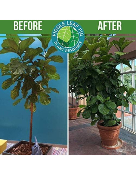 Fertilizante Líquido Fiddle Leaf Fig 226.8ml - Sin Urea NPK 3-1-2