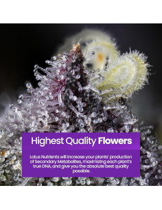 Nutrientes Hidropónicos Lotus 453.6g - Fertilizante para Floración 2