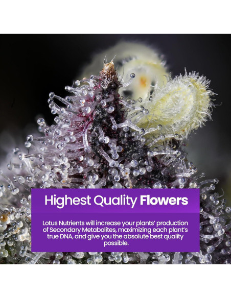 Nutrientes Hidropónicos Lotus 453.6g - Fertilizante para Floración