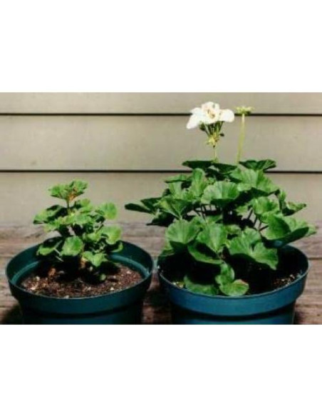 Fertilizante Granular Rootblast 340g - Crecimiento Rápido