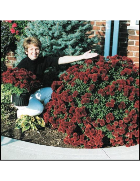 Fertilizante Granular Rootblast 340g - Crecimiento Rápido