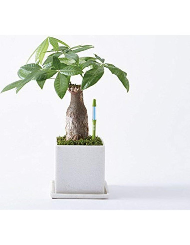 Medidor de Humedad del Suelo SUSTEE Pequeño Verde - Sensor para Plantas