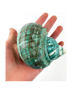 Concha Turbo Jade Natural Grande Heyiwell 10-11 cm