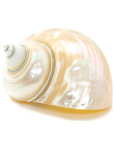 Concha Turbo Verde Jade 3-3.5" Nautical Crush Trading