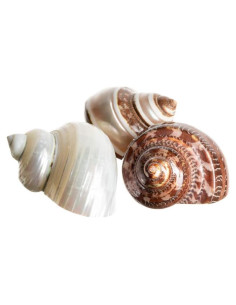 Conchas Turbo para Cangrejo Ermitaño Nautical Crush 3 Piezas