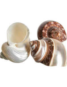 Conchas Turbo para Cangrejo Ermitaño Nautical Crush 3 Piezas 2