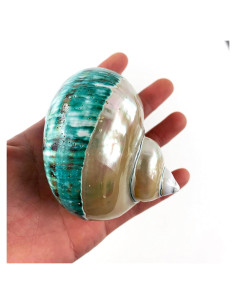 Concha Turbo Grande Pulida Heyiwell 9-11 cm y Conchas de Cangrejo