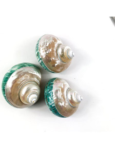 Concha Turbo Grande Pulida Heyiwell 9-11 cm y Conchas de Cangrejo 2