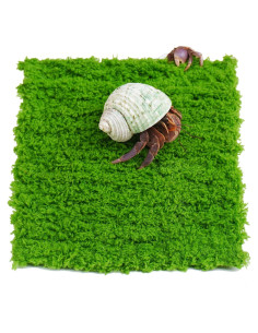 Pared de Escalada para Cangrejo Ermitaño Jinymral 15.24 cm