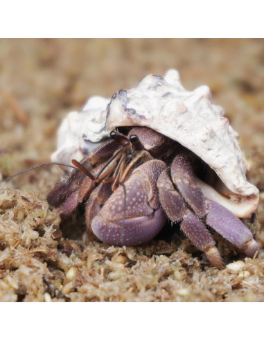 Sustrato de fibra de musgo esfagno Begeterday 2L para cangrejos