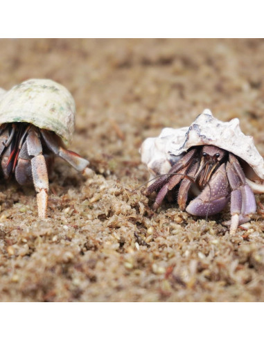 Sustrato de fibra de musgo esfagno Begeterday 2L para cangrejos