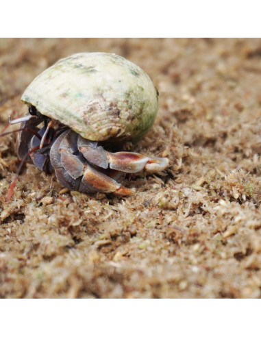 Sustrato de fibra de musgo esfagno Begeterday 2L para cangrejos