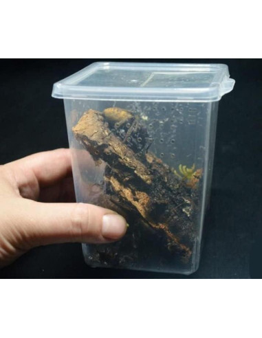 Caja de cría de insectos Micro Habitats - 4 altas y 4 pequeñas