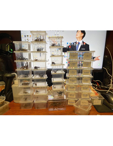 Caja de cría de insectos Micro Habitats - 4 altas y 4 pequeñas