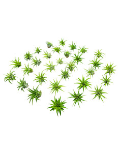 Plantas de Aire Tillandsia 75PK para Jardín de Hadas - Plants for Pets