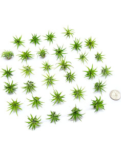 Plantas de Aire Tillandsia 75PK para Jardín de Hadas - Plants for Pets 2