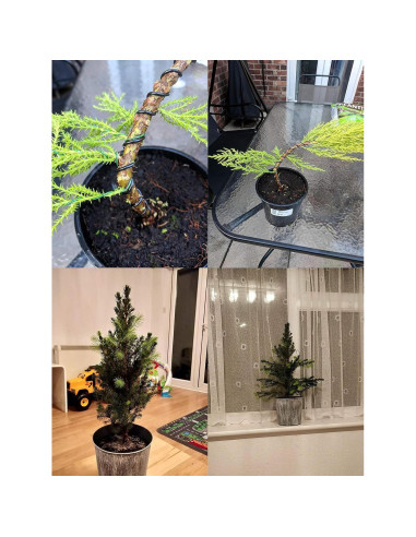 Kebinfen Kit de Alambre de Entrenamiento para Bonsai 39m