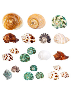 21 Conchas de Cangrejo Ermitaño Naturales 3.3cm-8.1cm WeDoSoy