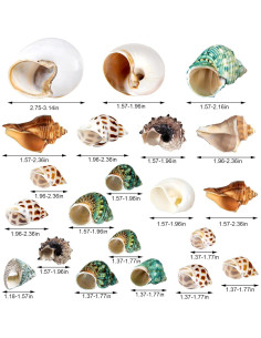 21 Conchas de Cangrejo Ermitaño Naturales 3.3cm-8.1cm WeDoSoy 2