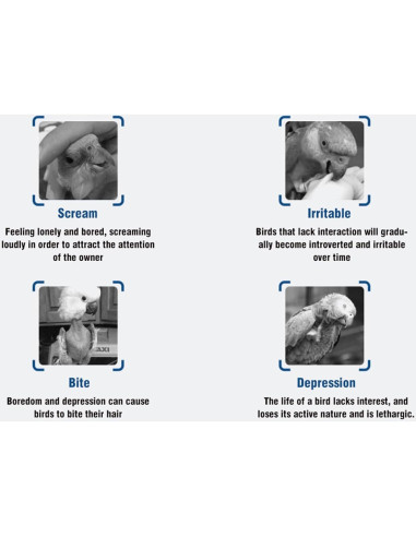 Escalera de Madera para Mascotas KooingTech 100cm Ajustable