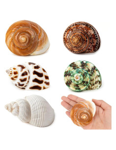 5 Conchas de Cangrejo Ermitaño Naturales Medianas y Grandes
