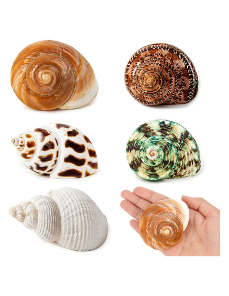 5 Conchas de Cangrejo Ermitaño Naturales Medianas y Grandes