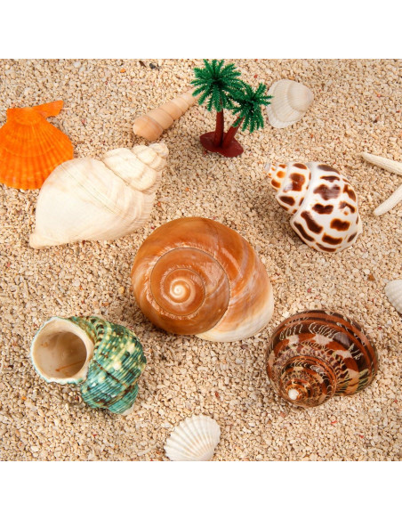 5 Conchas de Cangrejo Ermitaño Naturales Medianas y Grandes