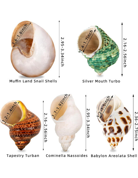 5 Conchas de Cangrejo Ermitaño Naturales Medianas y Grandes