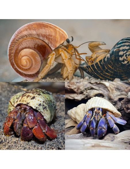 5 Conchas de Cangrejo Ermitaño Naturales Medianas y Grandes