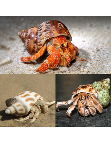 5 Conchas de Cangrejo Ermitaño Naturales Medianas y Grandes