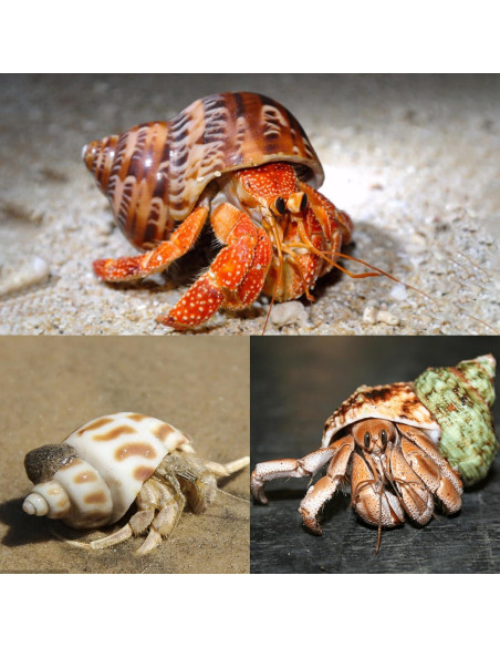 5 Conchas de Cangrejo Ermitaño Naturales Medianas y Grandes