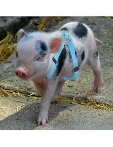 Arnés Ajustable para Cerdo Pequeño WoYous Rosa y Azul - 2 Piezas