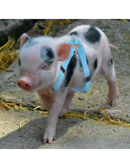 Arnés Ajustable para Cerdo Pequeño WoYous Rosa y Azul - 2 Piezas