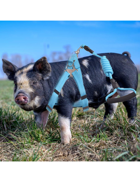 Arnés Ajustable para Cerdo Pequeño WoYous Rosa y Azul - 2 Piezas