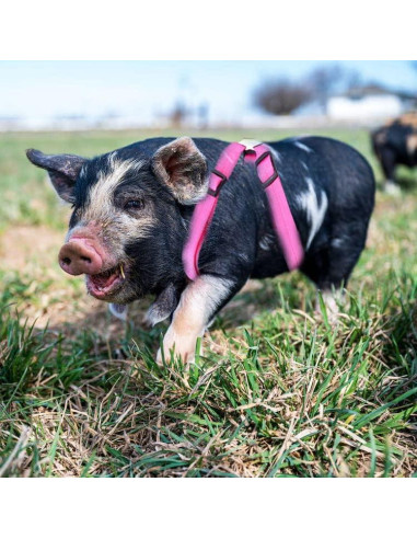 Arnés Ajustable para Cerdo Pequeño WoYous Rosa y Azul - 2 Piezas