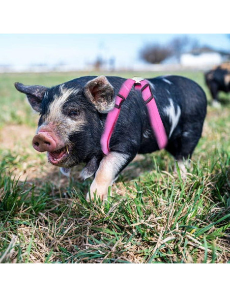 Arnés Ajustable para Cerdo Pequeño WoYous Rosa y Azul - 2 Piezas