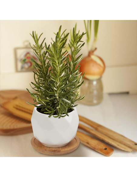 Macetas Suculentas ZOUTOG 12 Piezas Cerámica 6.35 cm