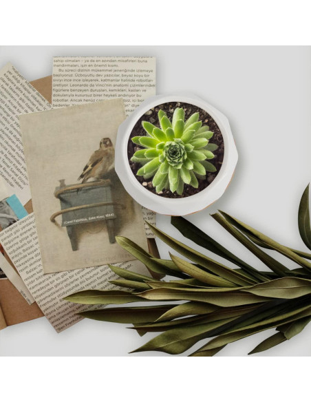 Macetas Suculentas ZOUTOG 12 Piezas Cerámica 6.35 cm