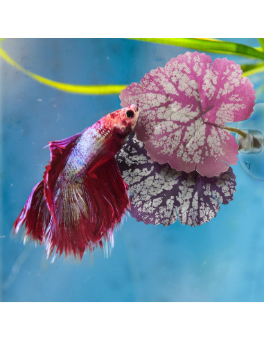 Hamaca para Betta Balacoo 2 Pcs Hoja Acuática con Ventosa