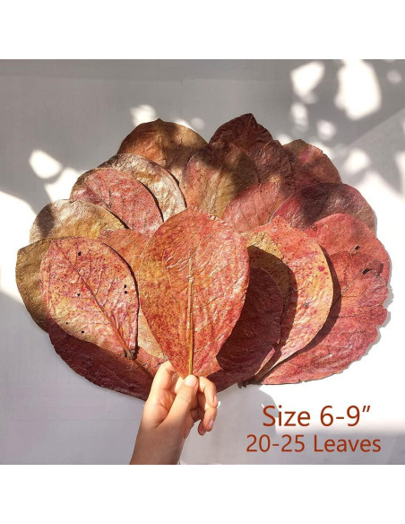 Hojas de Almendra India Premium AMA GROW 50g 15-23 cm para Acuarios