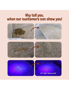 Limpiador Enzimático para Mascotas Sunny & Honey 946 ml - Especias de Otoño 2