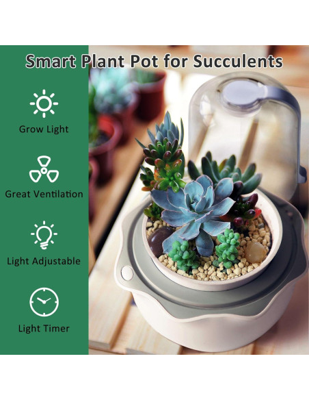 Maceta de Terrario Inteligente para Suculentas y Plantas Carnívoras - Shenzhen Dragon-Lily