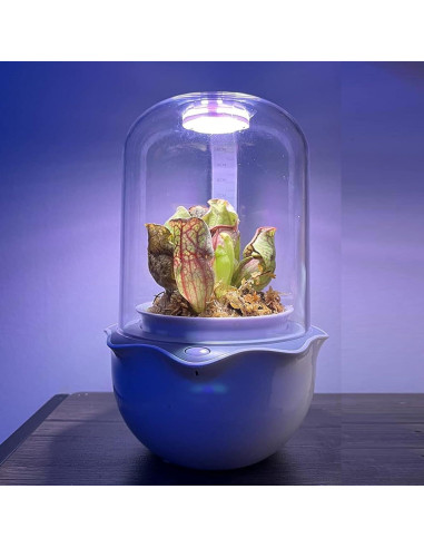 Maceta de Terrario Inteligente para Suculentas y Plantas Carnívoras - Shenzhen Dragon-Lily