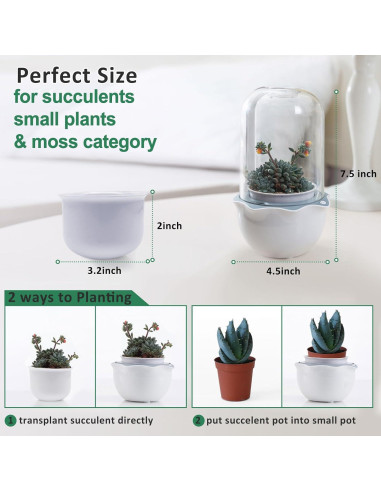 Maceta de Terrario Inteligente para Suculentas y Plantas Carnívoras - Shenzhen Dragon-Lily