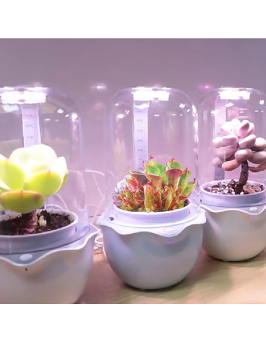 Maceta de Terrario Inteligente para Suculentas y Plantas Carnívoras - Shenzhen Dragon-Lily