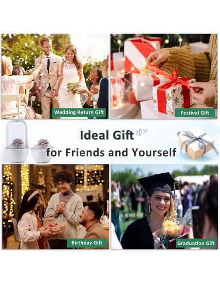 Maceta de Terrario Inteligente para Suculentas y Plantas Carnívoras - Shenzhen Dragon-Lily